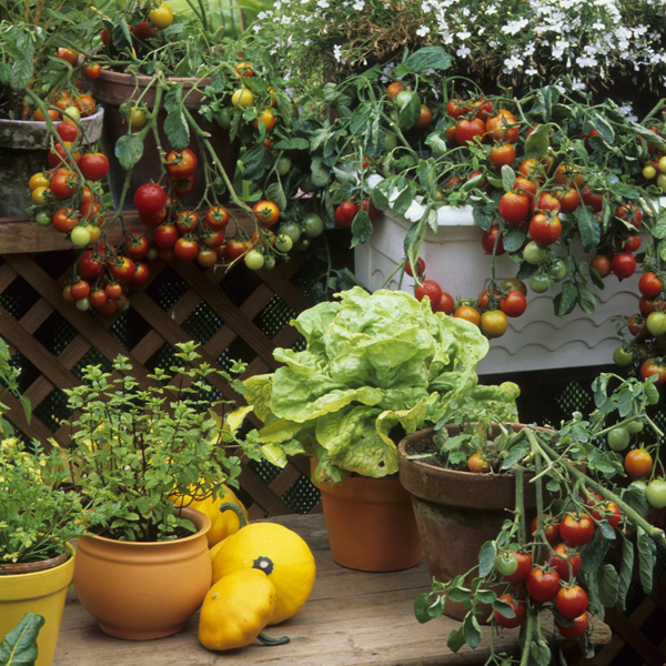 Searles Organic vegetable growing in pots